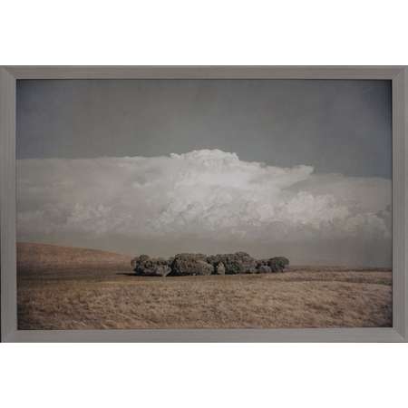 Copse of Trees, Cooroong, South Australia