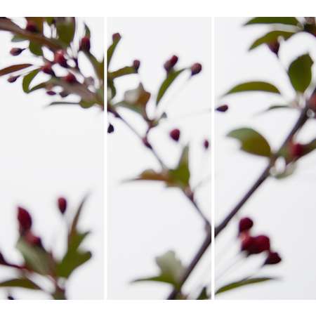 Crabapple No. 4