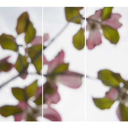 Dogwood (Pink) No. 2