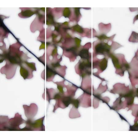 Dogwood (Pink) No. 5