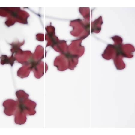 Dogwood Red No. 3