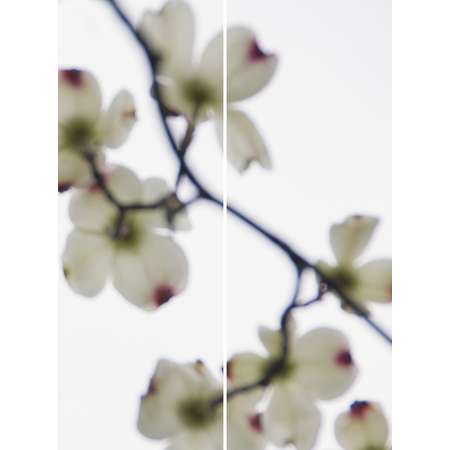 Dogwood (White, Red Tips) No.2