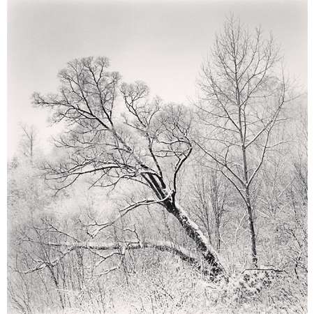 Falling Trees, Yangcao Hill, Wuchang, Heilongjiang