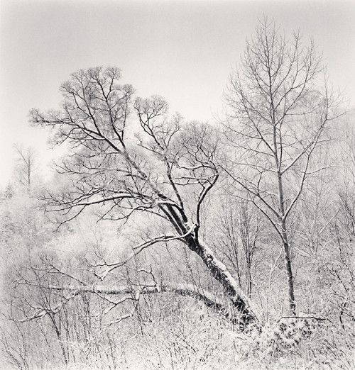 Falling Trees, Yangcao Hill, Wuchang, Heilongjiang