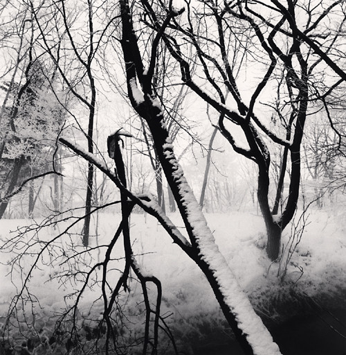 Kawayu Forest, Study 1, Hokkaido, Japan