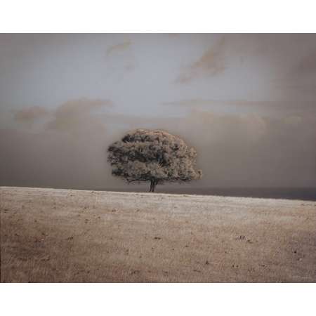 Lone She-oak Tree, Kangaroo Island South Australia