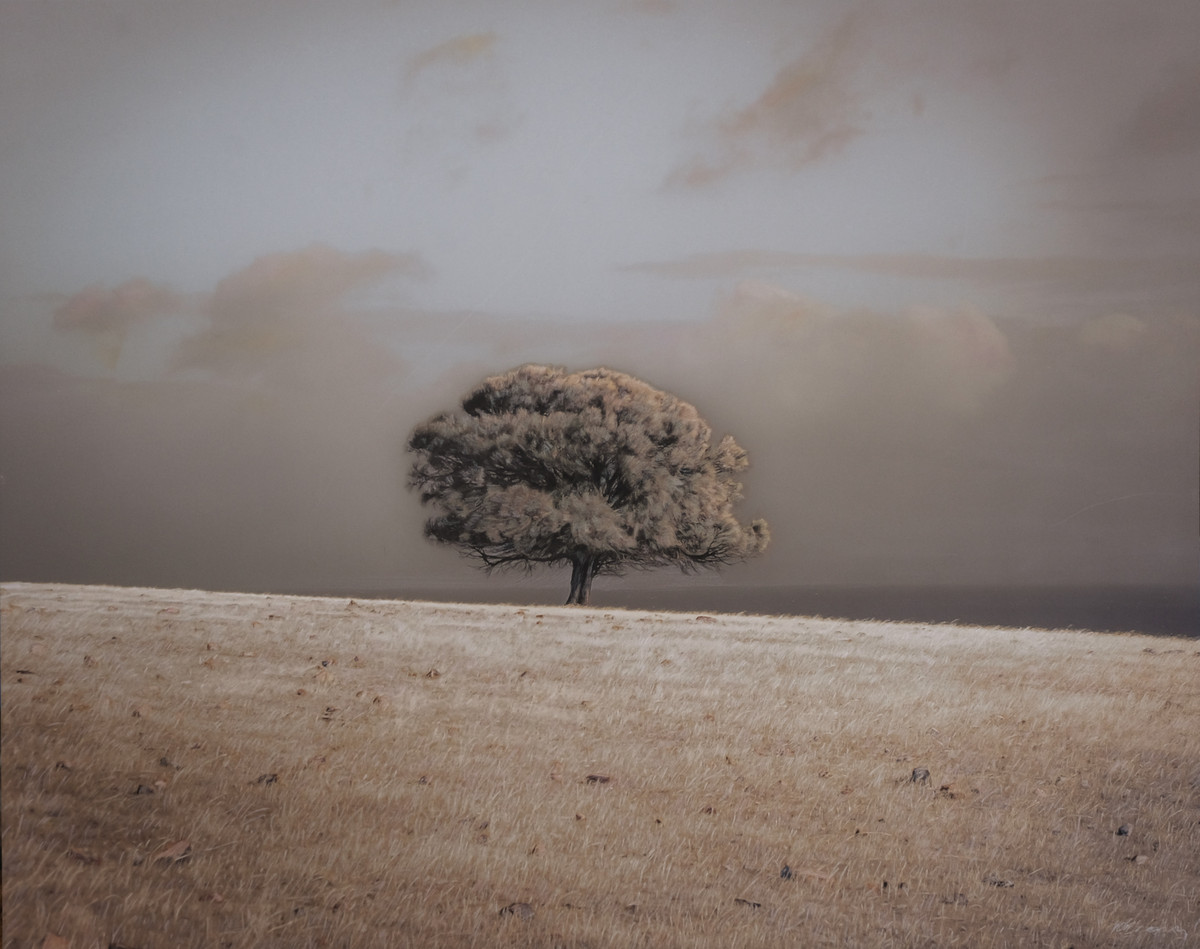 Lone She-oak Tree, Kangaroo Island South Australia