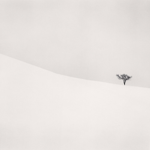 Single Tree, Mita, Hokkaido, Japan