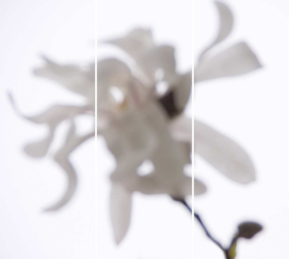 Star Magnolia No. 5