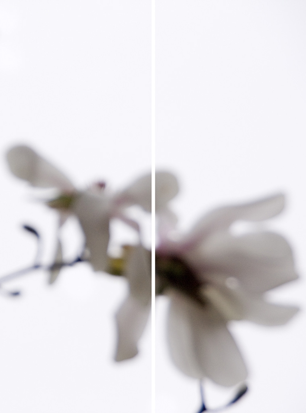 Star Magnolia No.9