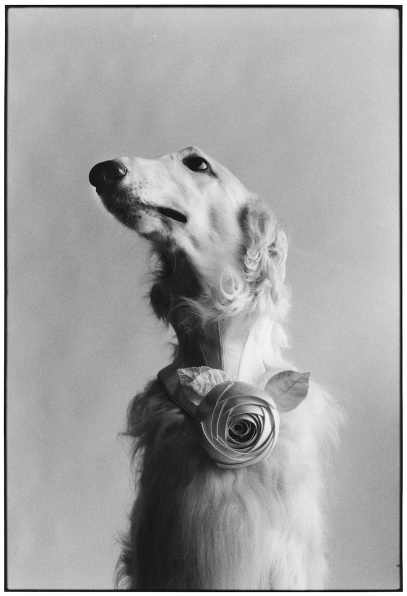 New York City, 1999 (Dog portrait)