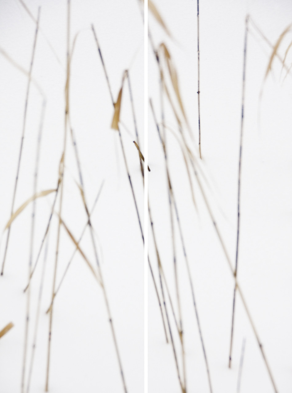 Winter Grasses No. 3