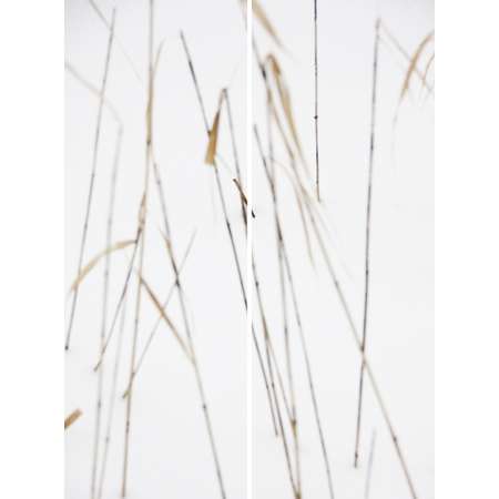 Winter Grasses No. 3