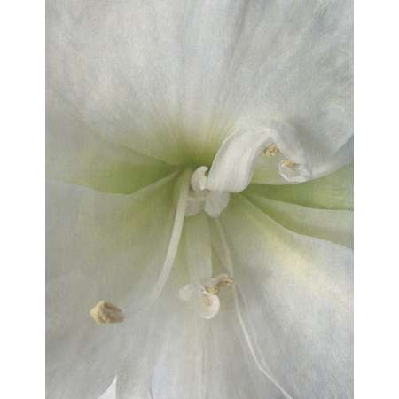 Amaryllis III