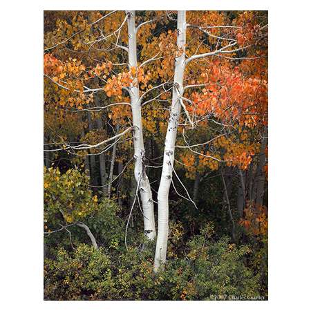 Aspen, Autumn, McGee Creek, Eastern Sierra