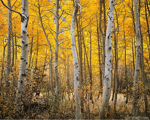 Aspen, Autumn, June Lake