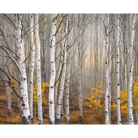 Aspen in Fog, Boulder Mountain, Utah