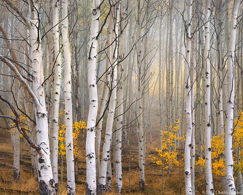 Aspen in Fog, Boulder Mountain, Utah