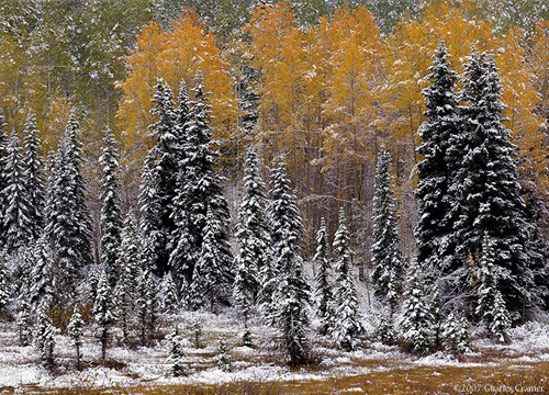 Autumn Snowfall, near Telluride, Colorado