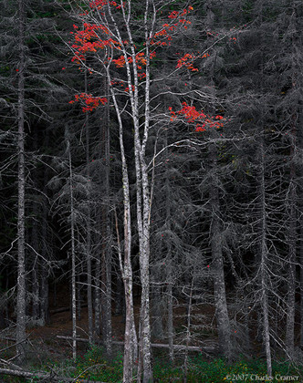 Bare Trees, Red Leaves, Acadia, Maine