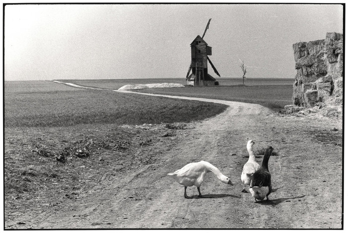 Untitled, Beauce, France (Three Geese)