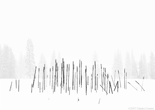 Cattails, Snowstorm, Yosemite