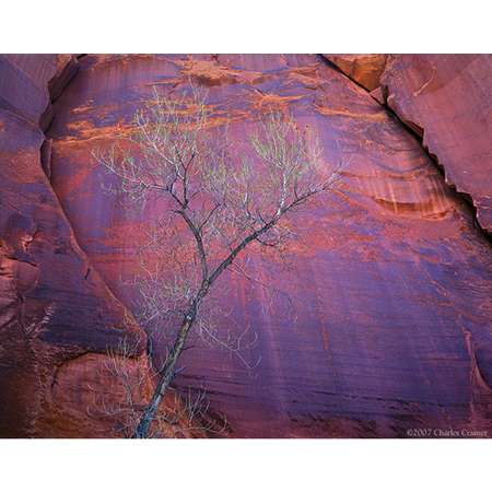 Cottonwood, Canyon Wall, Escalante Canyon, Utah