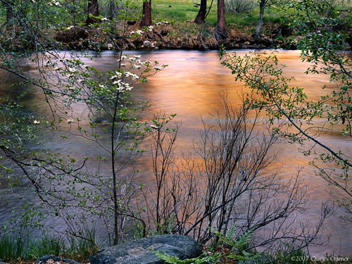 Dogwood, Spring, Merced River