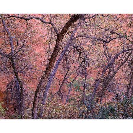 Gambel Oak, Harris Wash, Utah