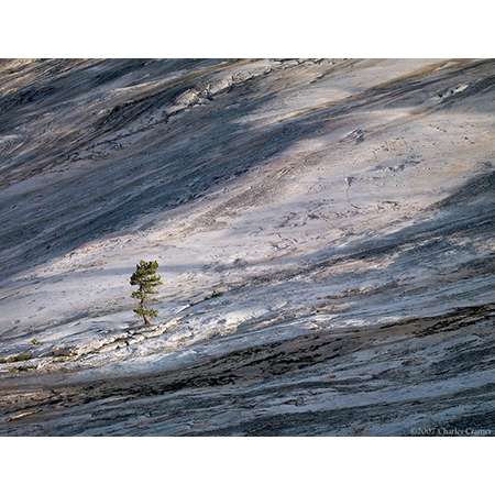 Granite and Pine, Glen Aulin, Yosemite