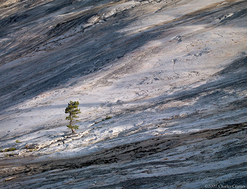 Granite and Pine, Glen Aulin, Yosemite