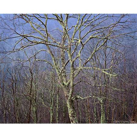 Large Tree Detail, Blue Ridge Parkway