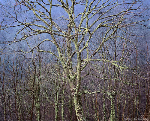 Large Tree Detail, Blue Ridge Parkway