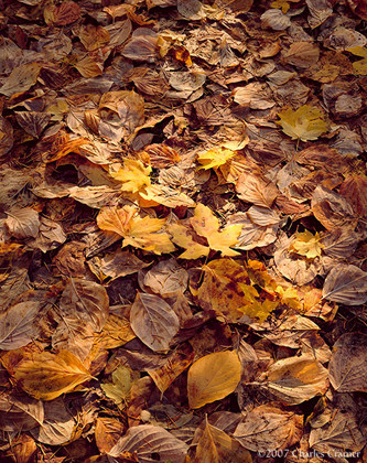 Leaves in Sun, Mirror Lake, Yosemite