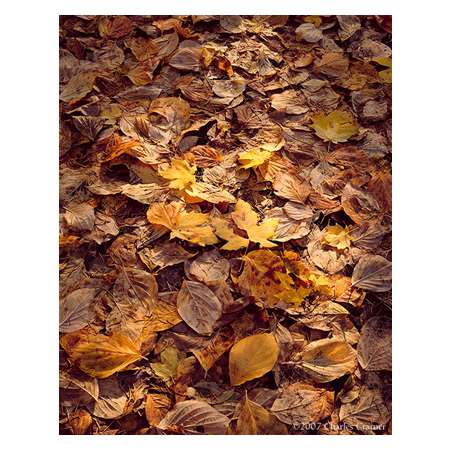 Leaves in Sun, Mirror Lake, Yosemite