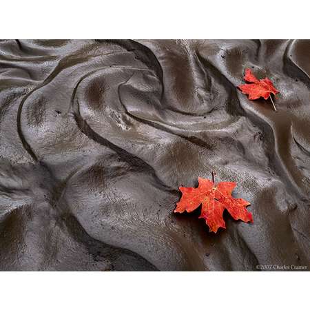 Maple Leaves, Mud, Clear Creek, Zion