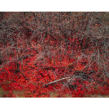 Maples, Autumn, Clear Creek, Zion