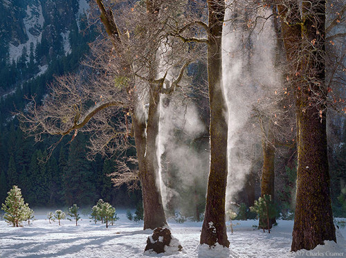 Mist Steaming from Oaks, Winter, Yosemite Valley