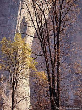 Morning Light, El Capitan, Yosemite