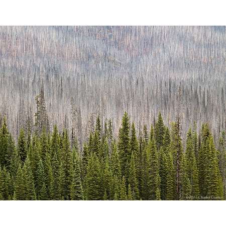 New Growth, Burned Hillside, Kootenay, Canada