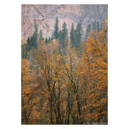 Oaks and Cathedral Rock, Autumn, Yosemite