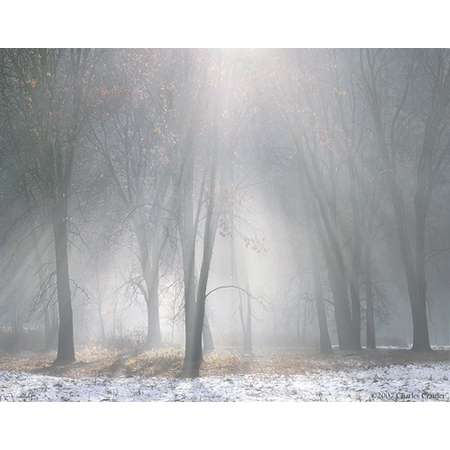 Oaks, Mist, Melting Snow, Yosemite