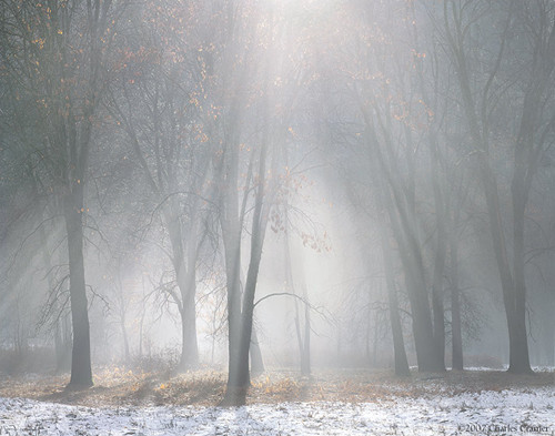 Oaks, Mist, Melting Snow, Yosemite