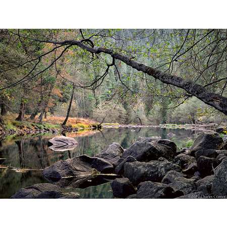 Overhanging Branch, Merced River, Yosemite