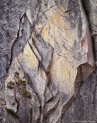 Pine, Face of Half Dome, Yosemite