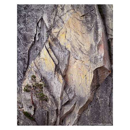 Pine, Face of Half Dome, Yosemite