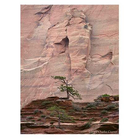 Pines, Emerging Arch, Kolob Canyon, Zion