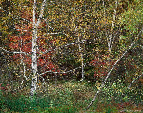 Scraggly Birch, White Mountains, New Hampshire