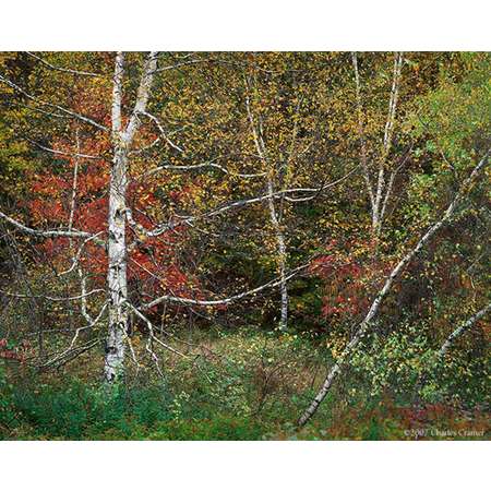 Scraggly Birch, White Mountains, New Hampshire