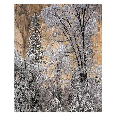 Snow-covered Trees, El Capitan, Winter Morning